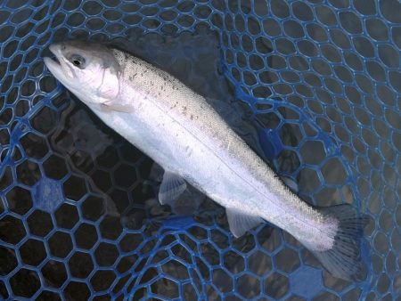 放流不発 ～天竜川ルアーフライ専用区～